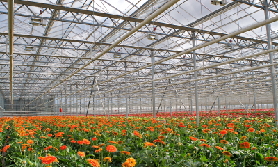 Gerbers Greenhouse Gerbers Greenhouse
